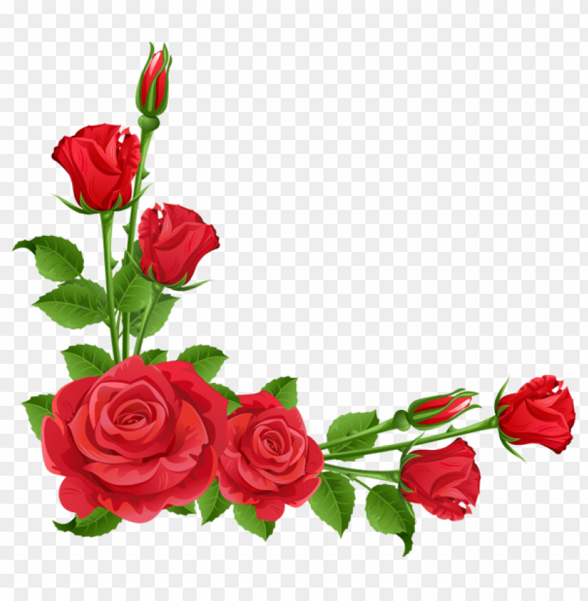 red roses transparent