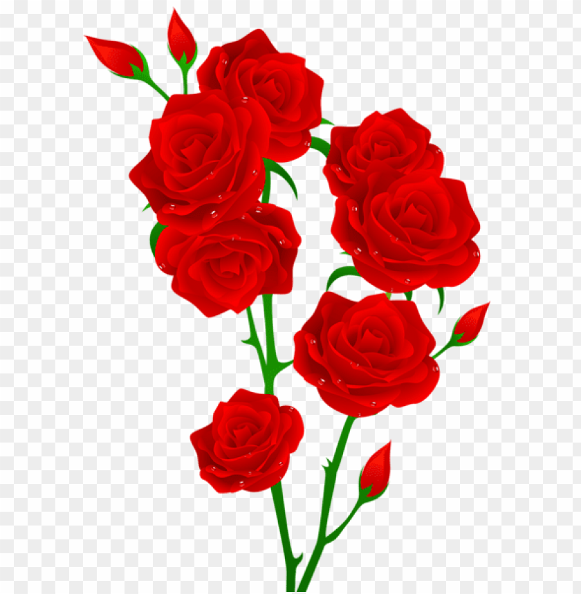 red roses transparent