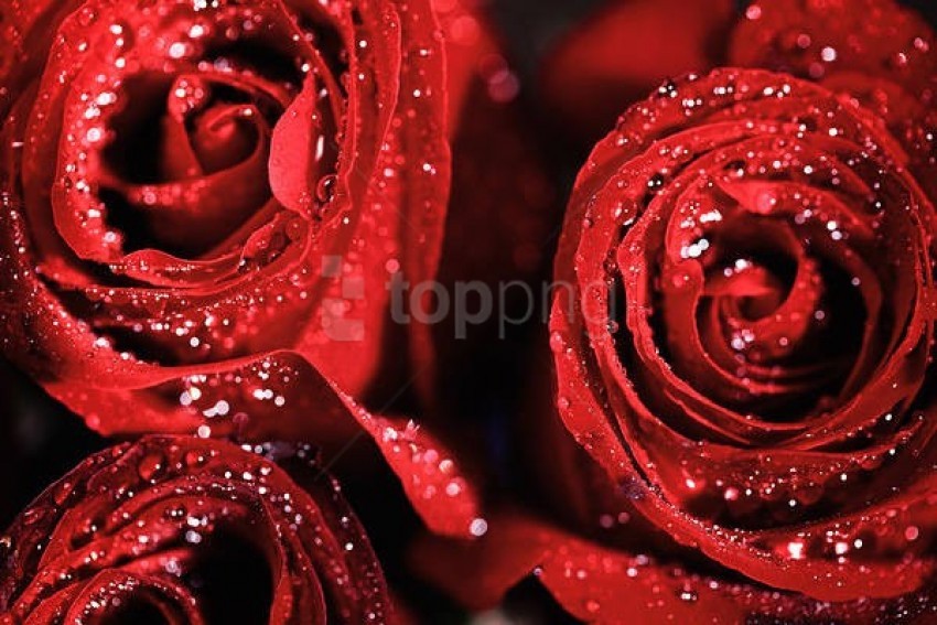Red Roses With Dew Background Best Stock Photos Toppng - download transparent six pack adidas t shirt roblox png free png images toppng