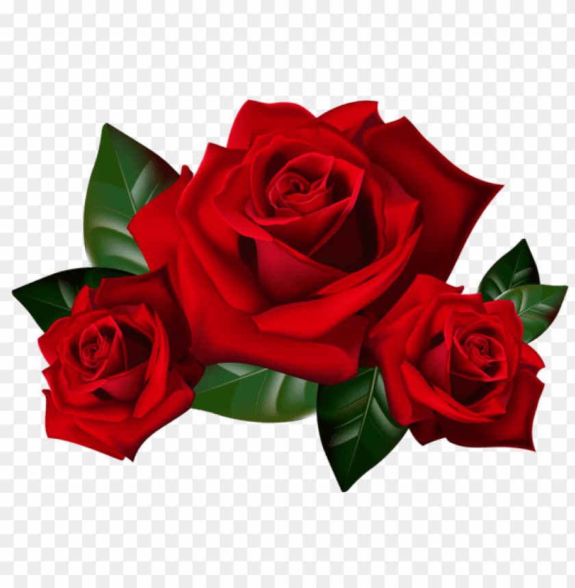 red rosespicture