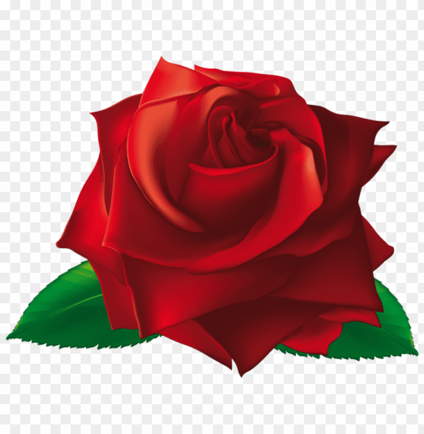 red single rose