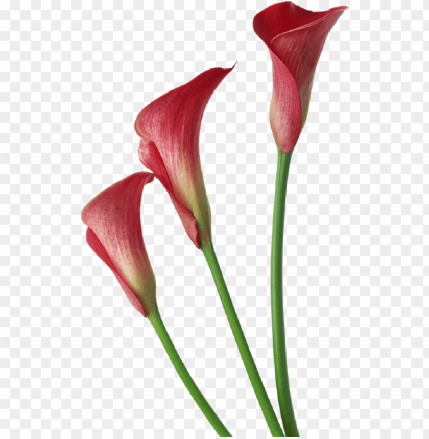 free PNG Download red transparent calla lilies flowers png images background PNG images transparent