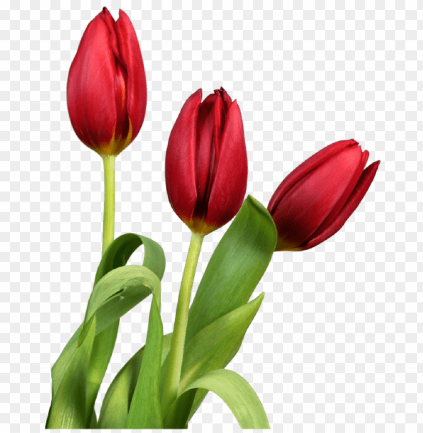 red transparent tulips flowers