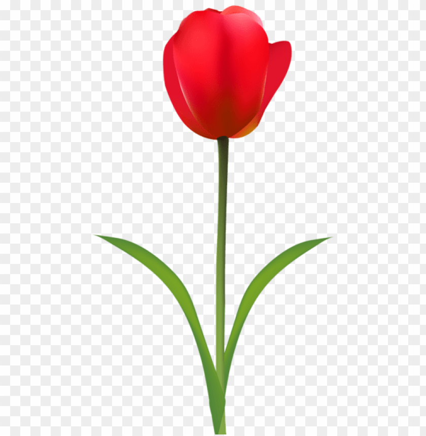 red tulip transparent