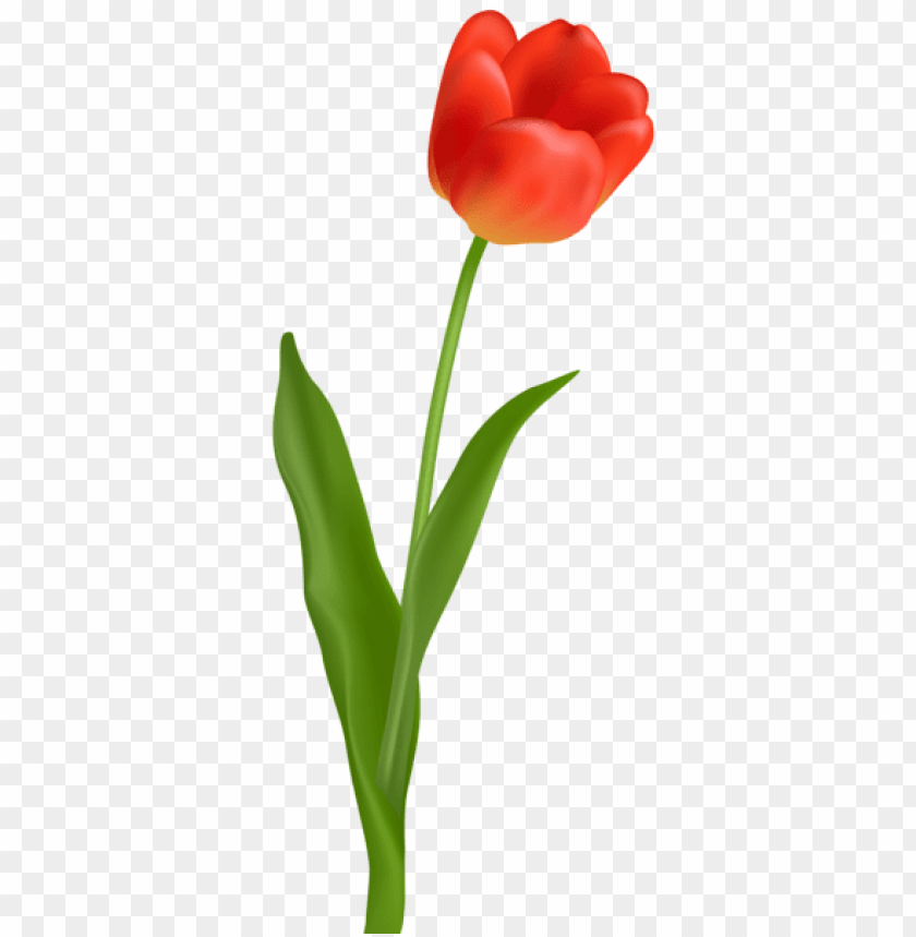 red tulip transparent