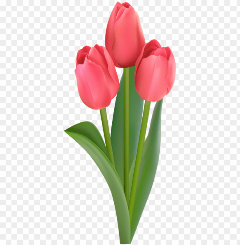 red tulips transparent