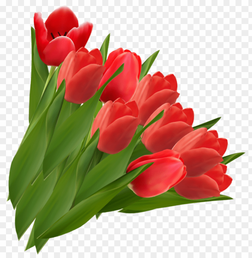 flowers png, spring png, flower png, red flower, tulips, red tulip