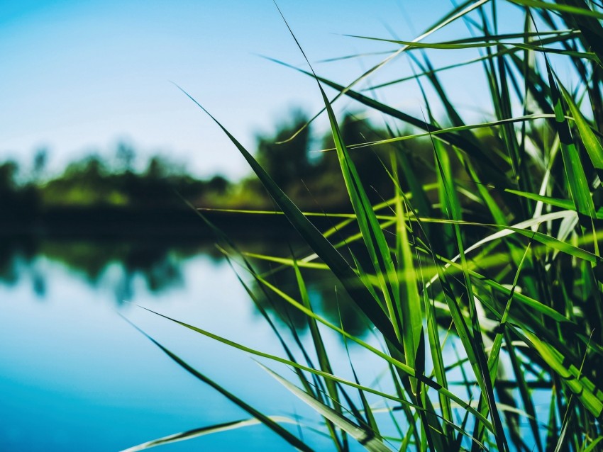 reed, cattail, grass, leaves, shore, pond