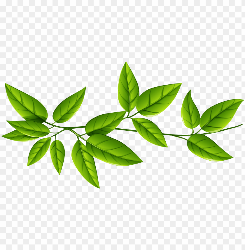 reen leaves background PNG transparent with Clear Background ID 286623