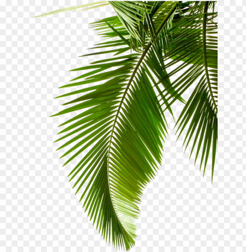 Reen Palm Leaves Palm Leaf Black And White Png Image With Transparent Background Toppng