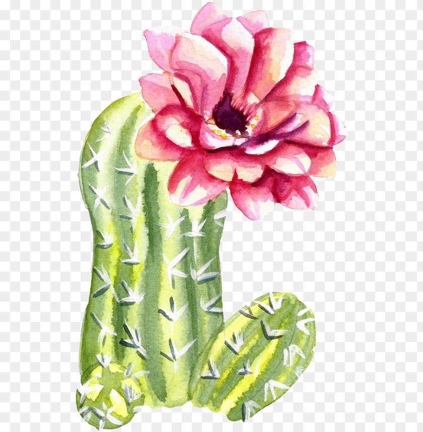 background, illustration, rose, square, cacti, leaves, tree