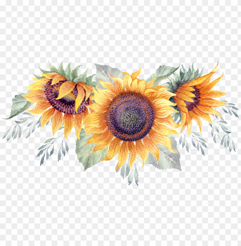 background, illustration, sunflowers, square, grunge, leaves, petals