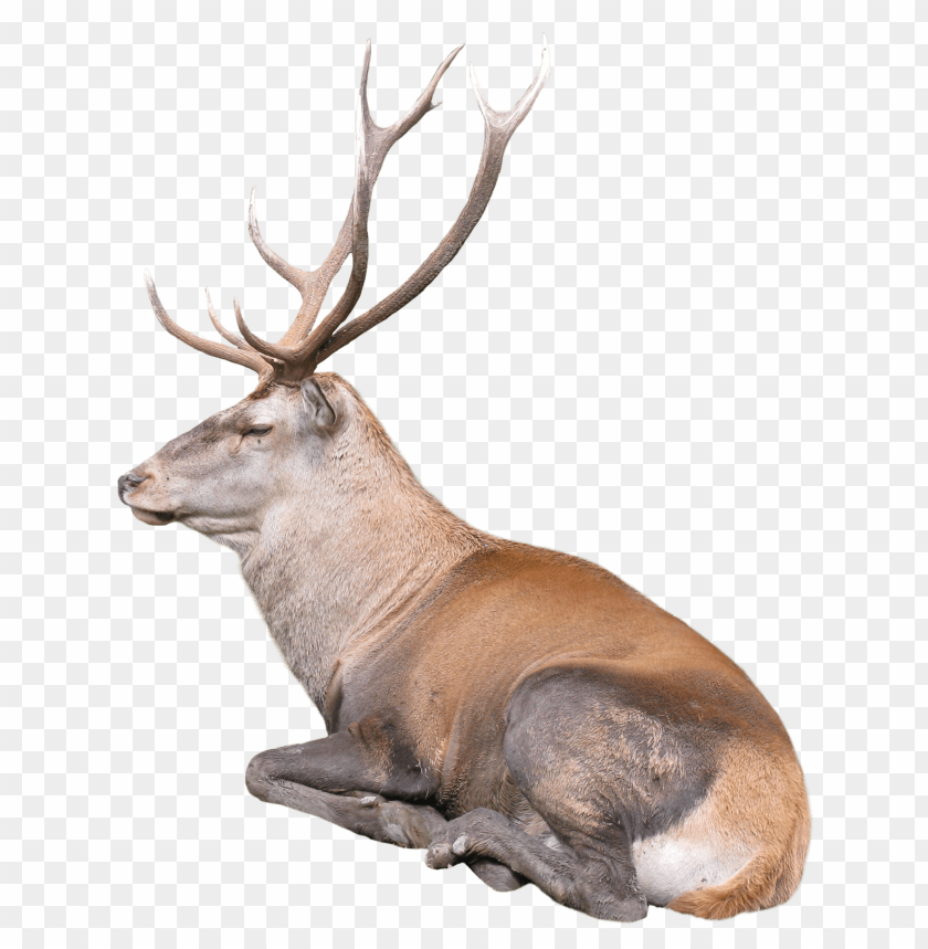 reindeer, animal, deer, doe