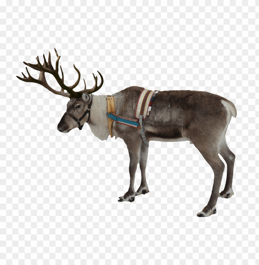 reindeer png images background - Image ID 9463