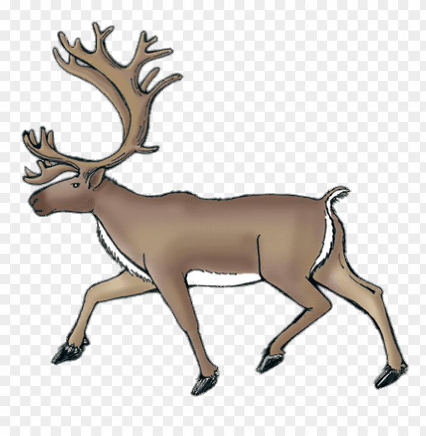 animals, reindeer (caribou), reindeer (caribou) drawing, 