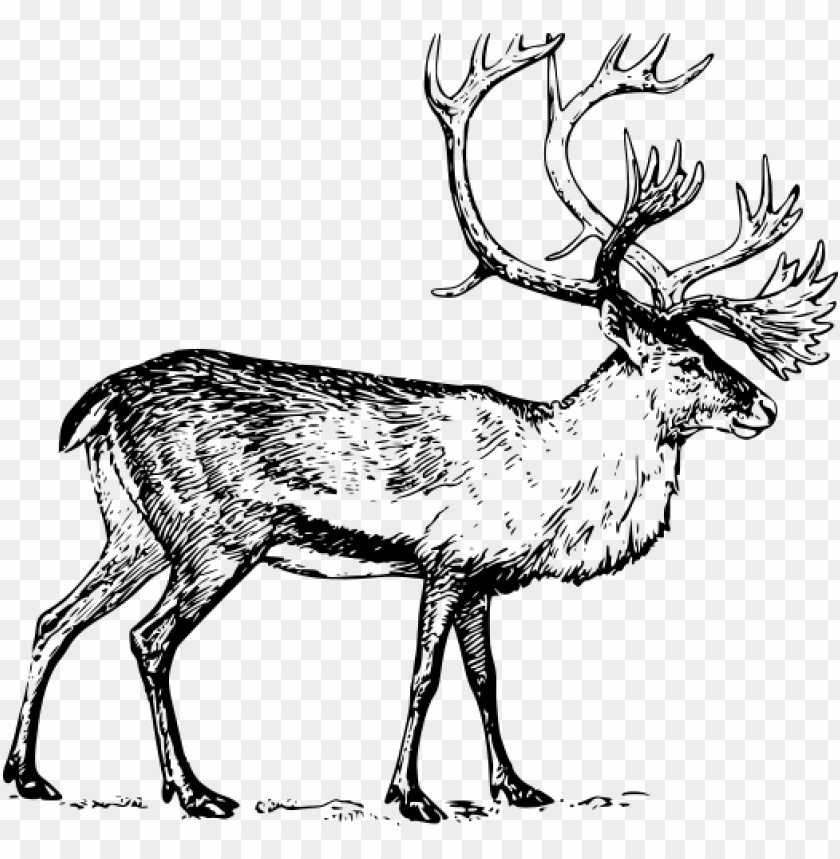 animals, reindeer (caribou), reindeer (caribou) drawing black and white, 