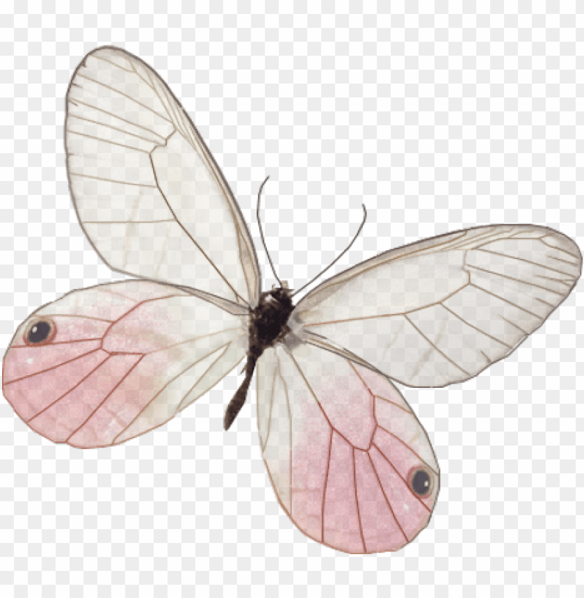 related image - « - borboleta rosa vintage PNG image with transparent  background | TOPpng