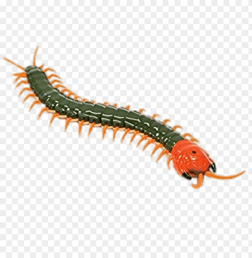 animals, insects, centipedes and millipedes, remote controlled centipede, 