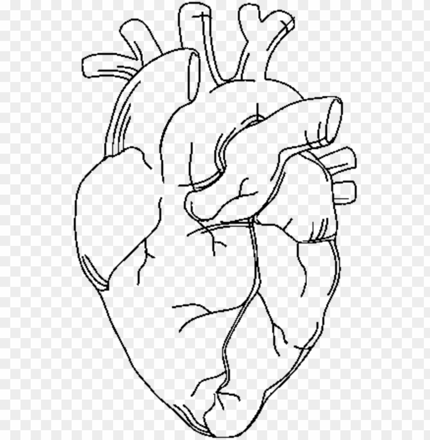 Free Free Anatomical Heart Svg Free 434 SVG PNG EPS DXF File