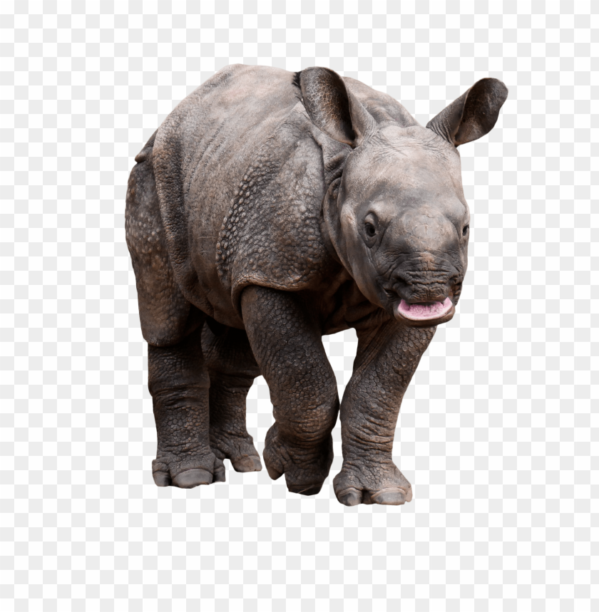 
rhino
, 
rhinoceros
, 
rhino standing
, 
grey rhino
