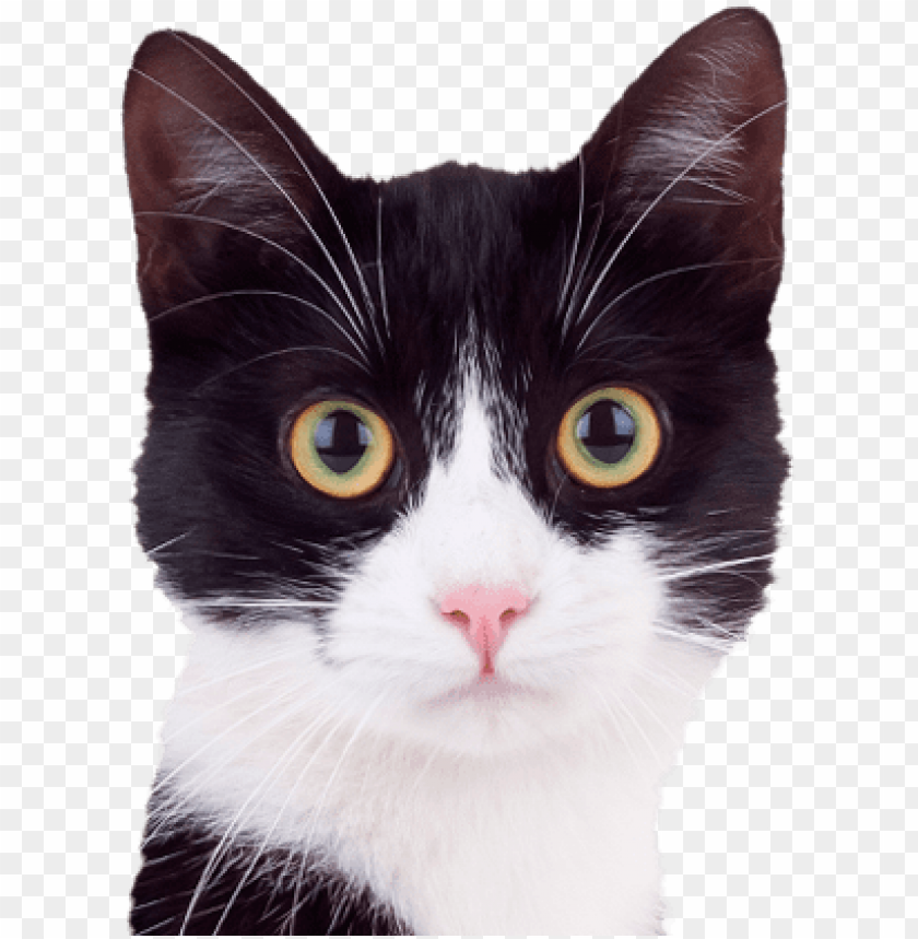 Reviousnextplaystop Cute Black And White Cats PNG Image With Transparent  Background | TOPpng