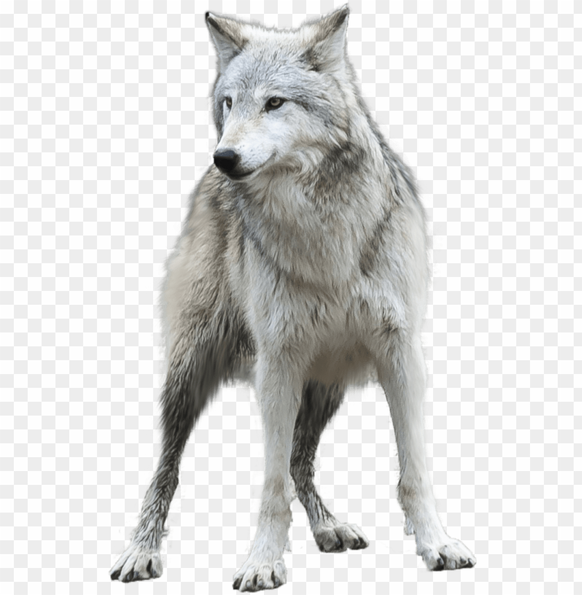 Werewolf Roblox Wolf Tail Code