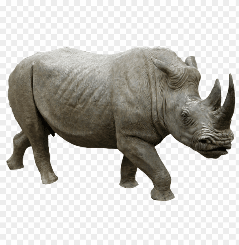 animals, rhinoceros, rhino running, 