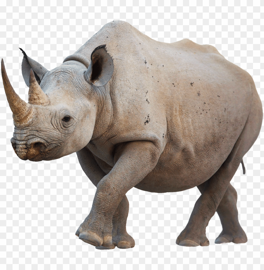 animals, rhinoceros, rhino walking, 