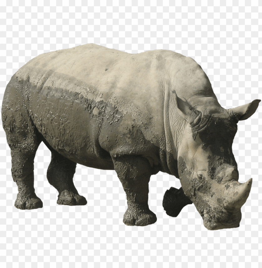 animals, rhinoceros, rhinoceros muddy, 
