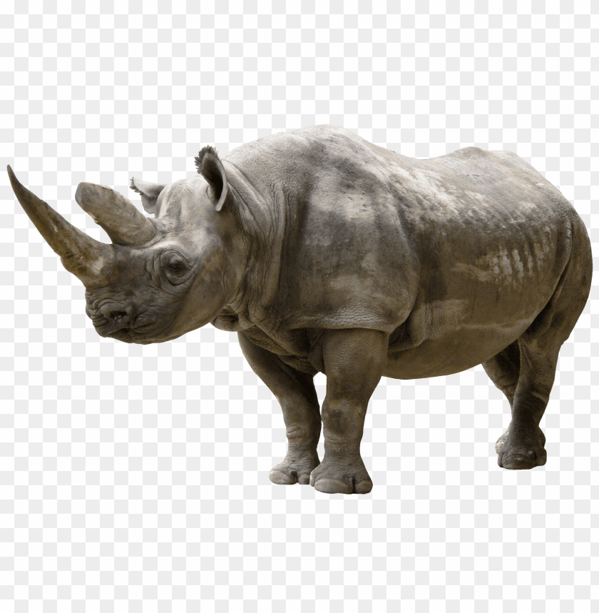 rhinoceros clipart png photo - 30928