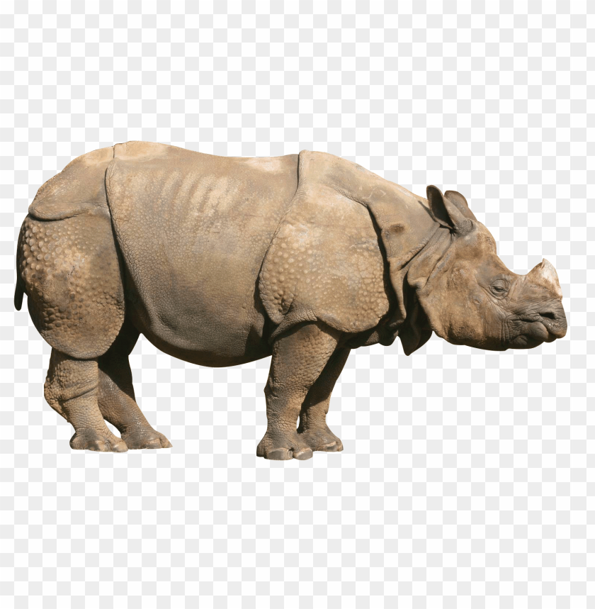 animals, rhinoceros, rhinoceros sideview, 