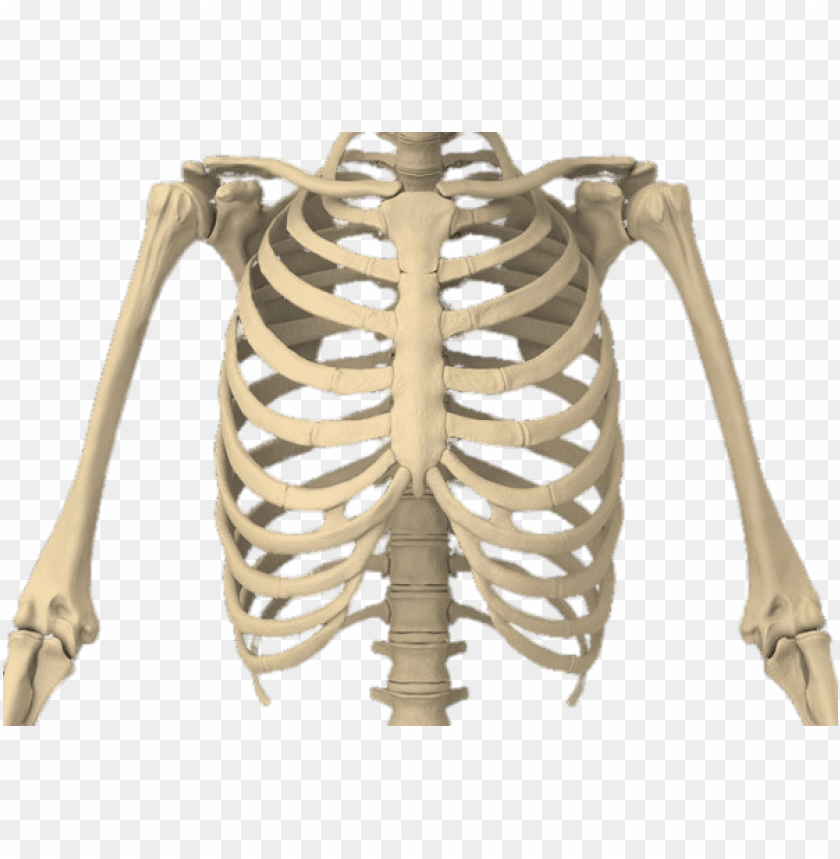 Download Rib Cage Png Images Background Toppng