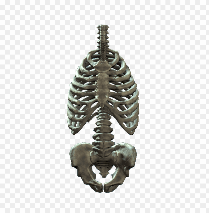 Rib Cage Png Image With Transparent Background Toppng