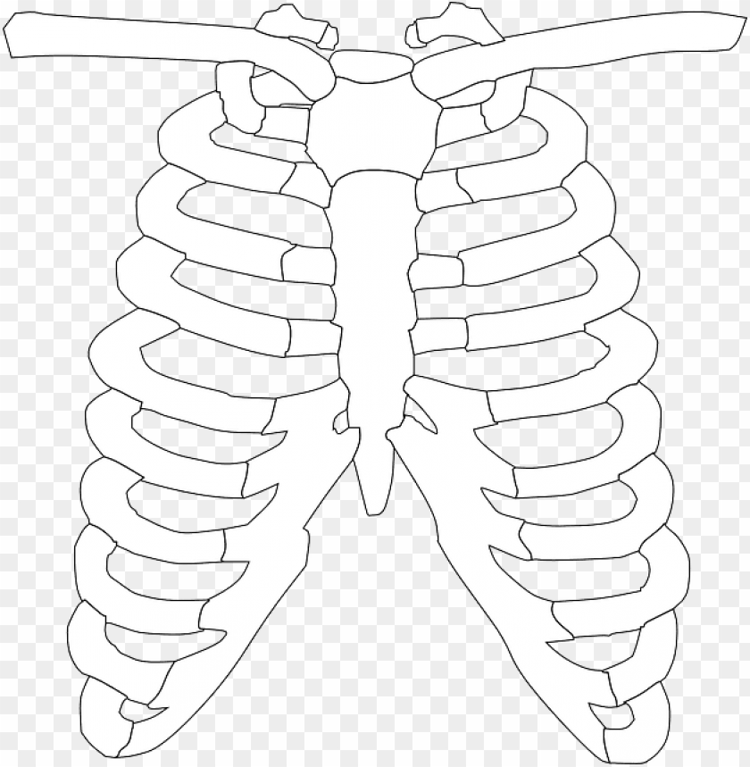 rib cage ribs bones human huesos del torax para colorear PNG transparent with Clear Background ID 271680
