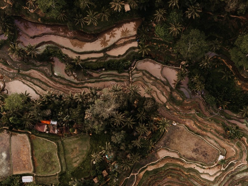 rice fields, plantations, aerial view, relief, tropics