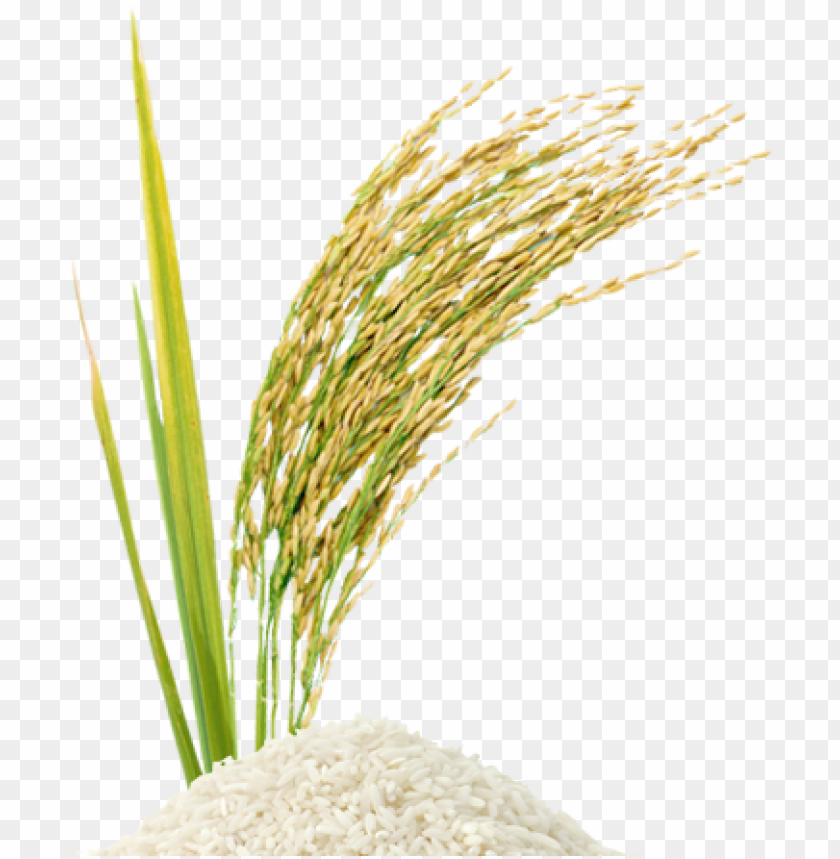 rice stalk png rice PNG transparent with Clear Background ID 181086