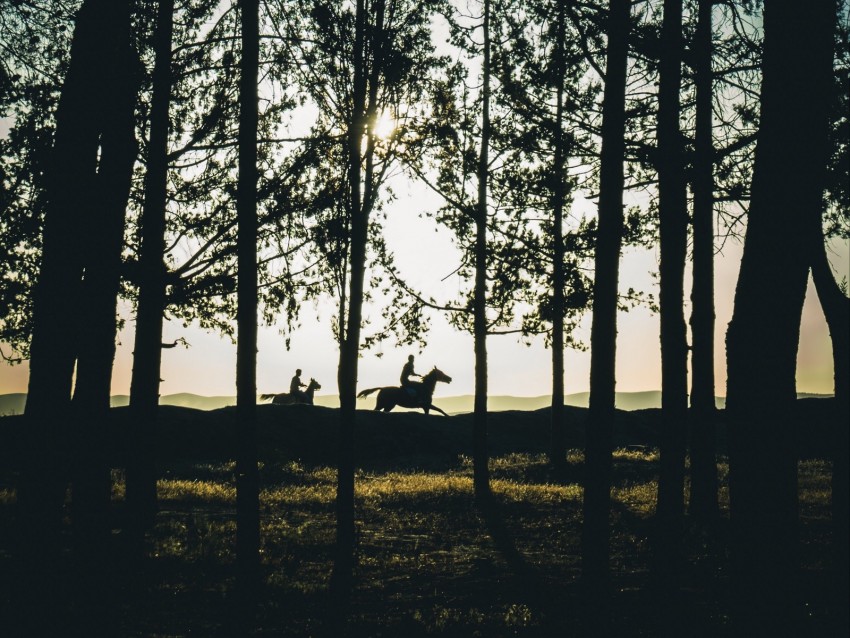 riders, silhouettes, forest, sunset, landscape, trees, horses