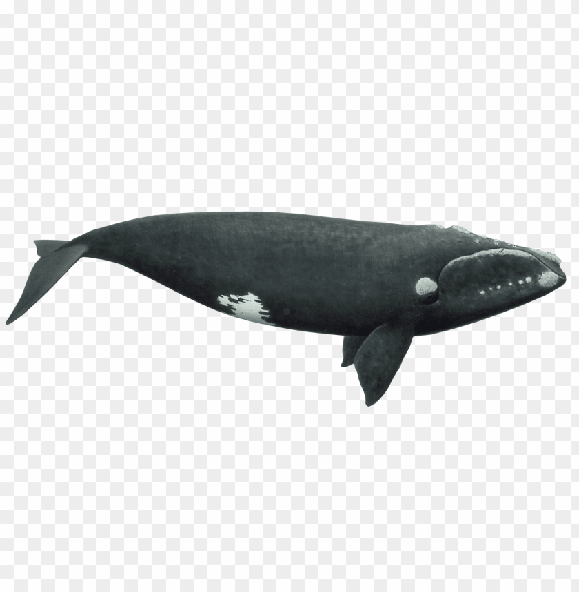 Download right whale png images background@toppng.com