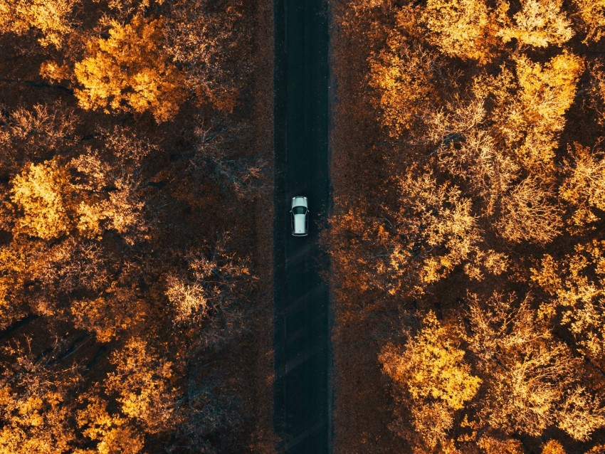 road, aerial view, autumn, trees, car, forest, below