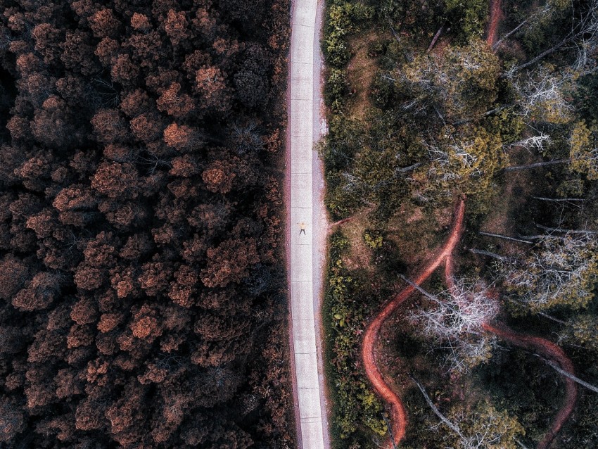 road, aerial view, forest, trees, indonesia