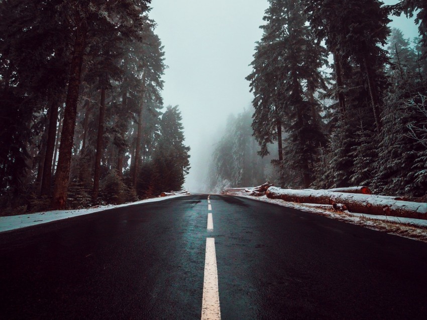 road, asphalt, fog, trees, markings, sky