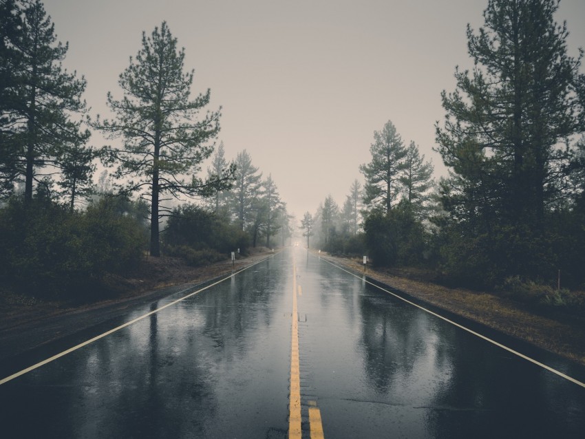 road, asphalt, rain, wet, trees, bushes