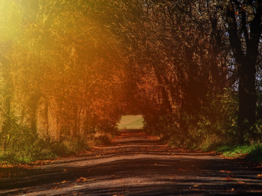 road, branches, autumn, sunlight, trees