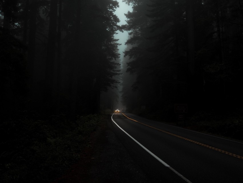 road, fog, lights, trees, dark, night