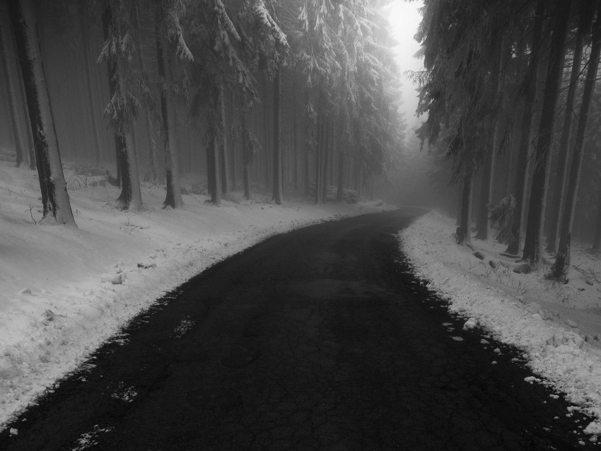 road, fog, snow, turn, trees