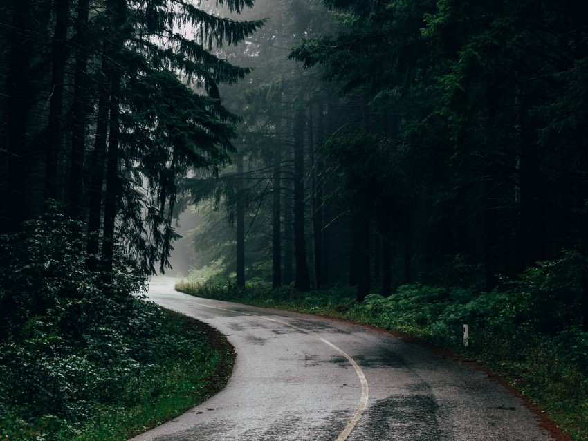 road, fog, trees, turn, asphalt