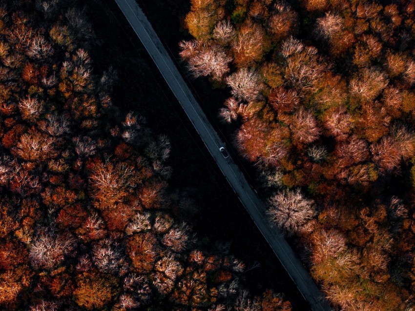 road, forest, autumn, aerial view, trees