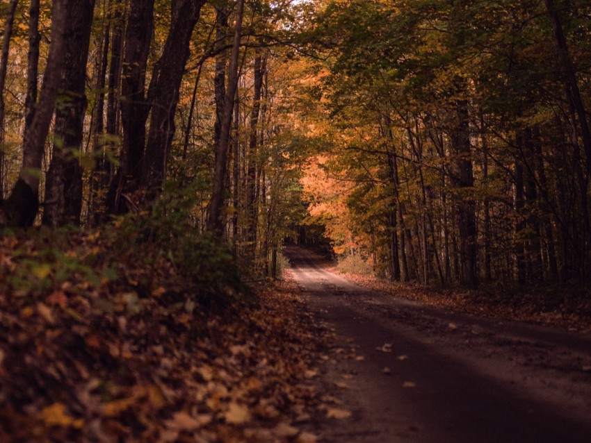 road, forest, autumn, trees, path