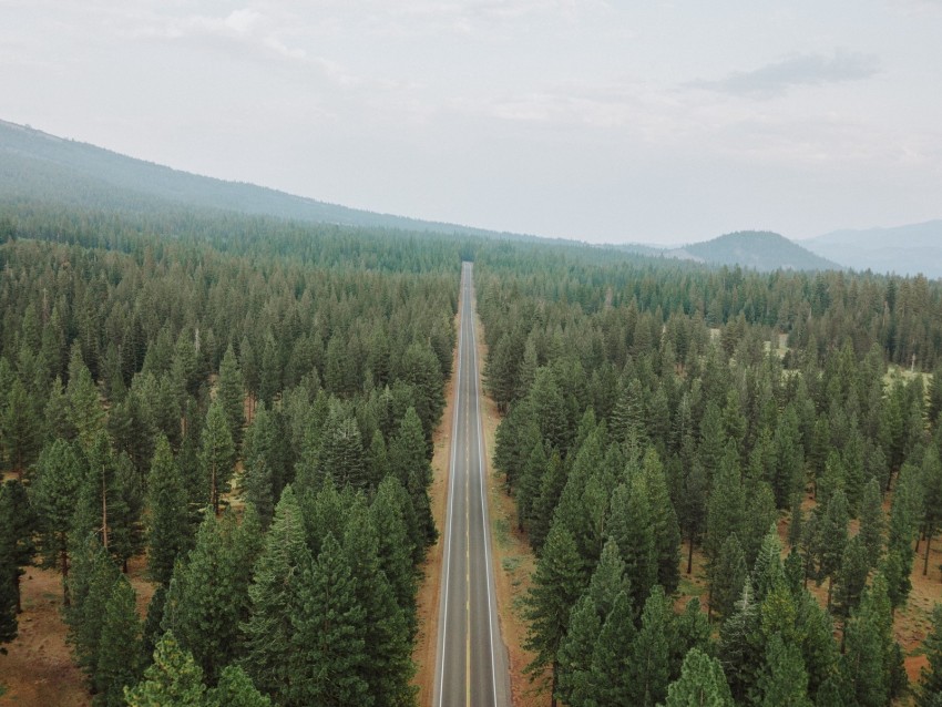 road, forest, panorama, trees, straight, smooth