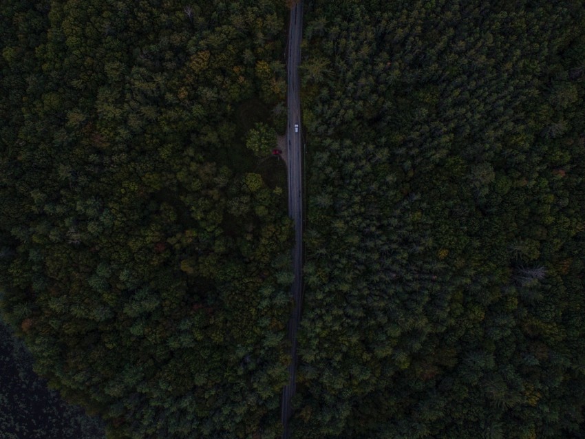 road, trees, aerial view, forest